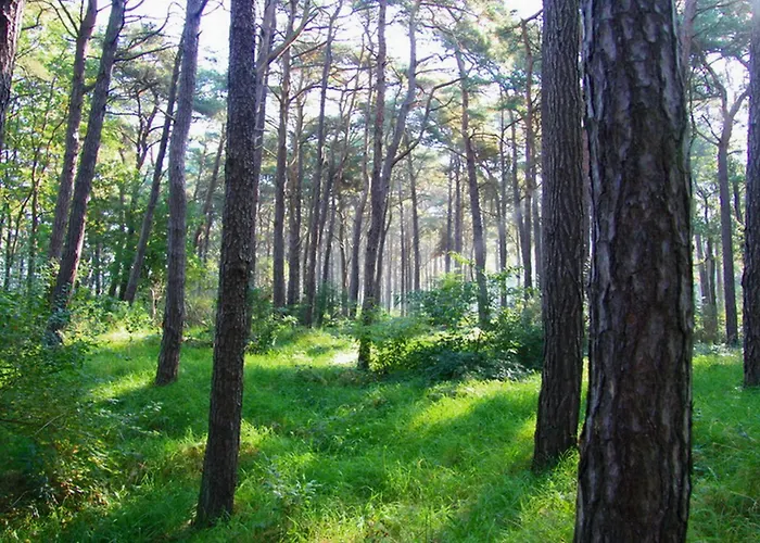 Nyaraló Ruegentraum Sauna - Kamin - Wlan - Lage - Bis 6 Personen *